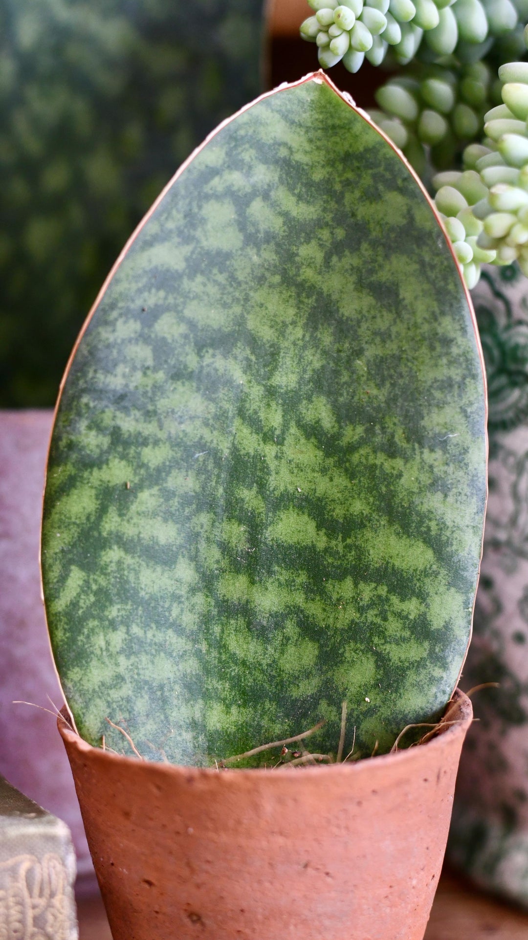 Small Sansevieria Victoria | Snake Plant