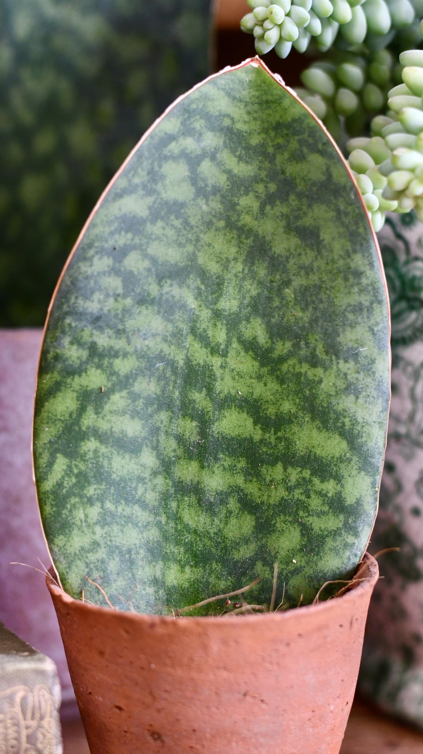 Baby Sansevieria Victoria