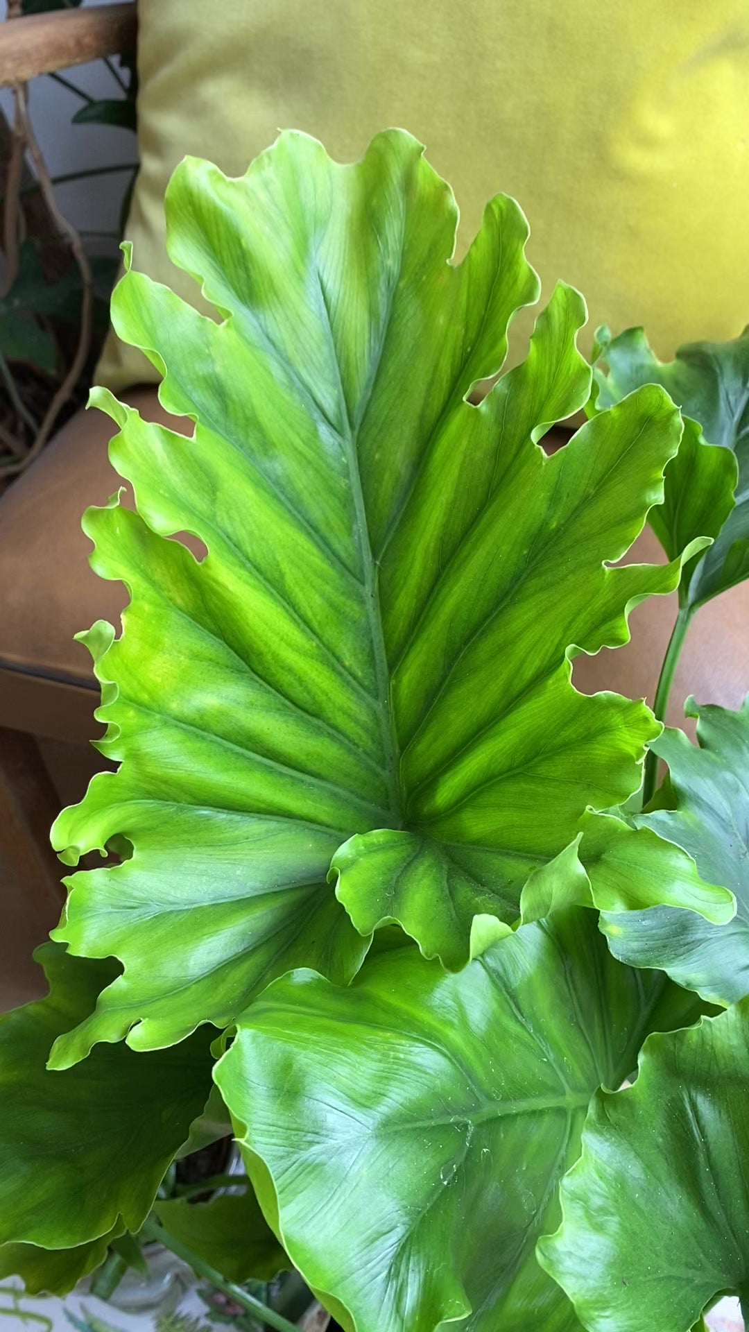 philodendron grizzly Philodendron Bipinnatifidum | Philodendron Hope