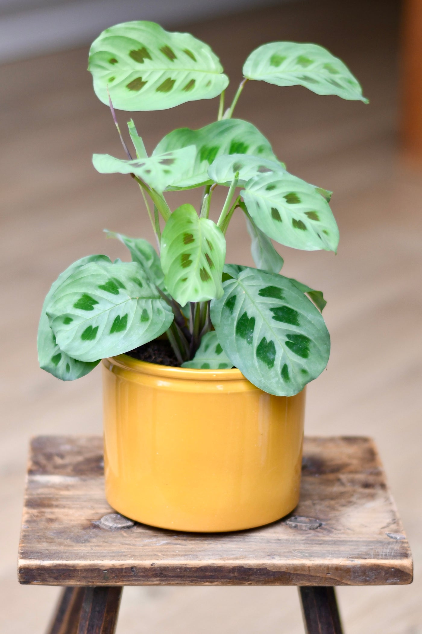 Maranta Kerchoveana (Prayer Plant, Rabbits Paw Plant)