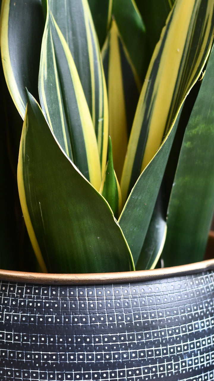 Sansevieria Trifasciata Diamond Flame