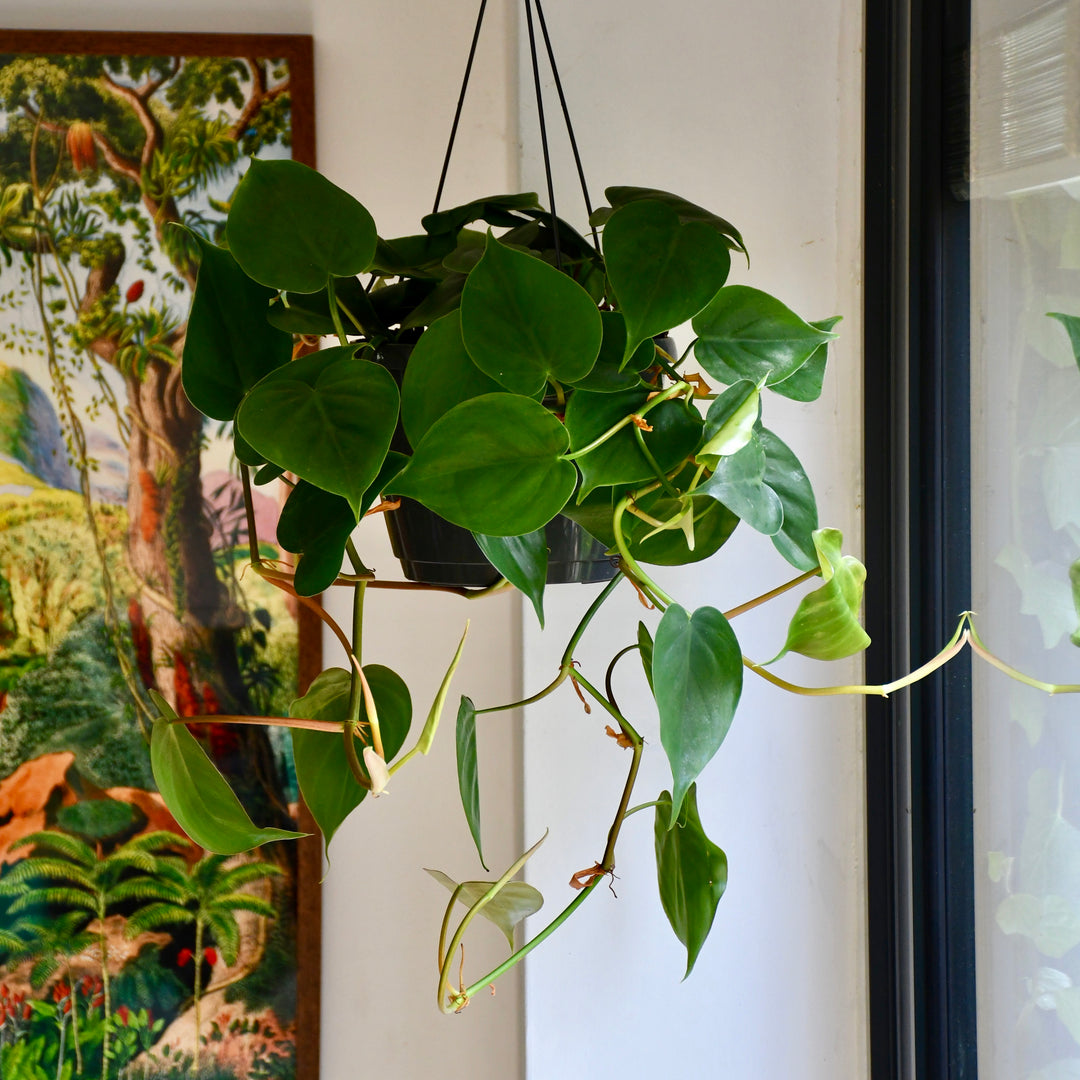 Philodendron Scandens | UK Delivery