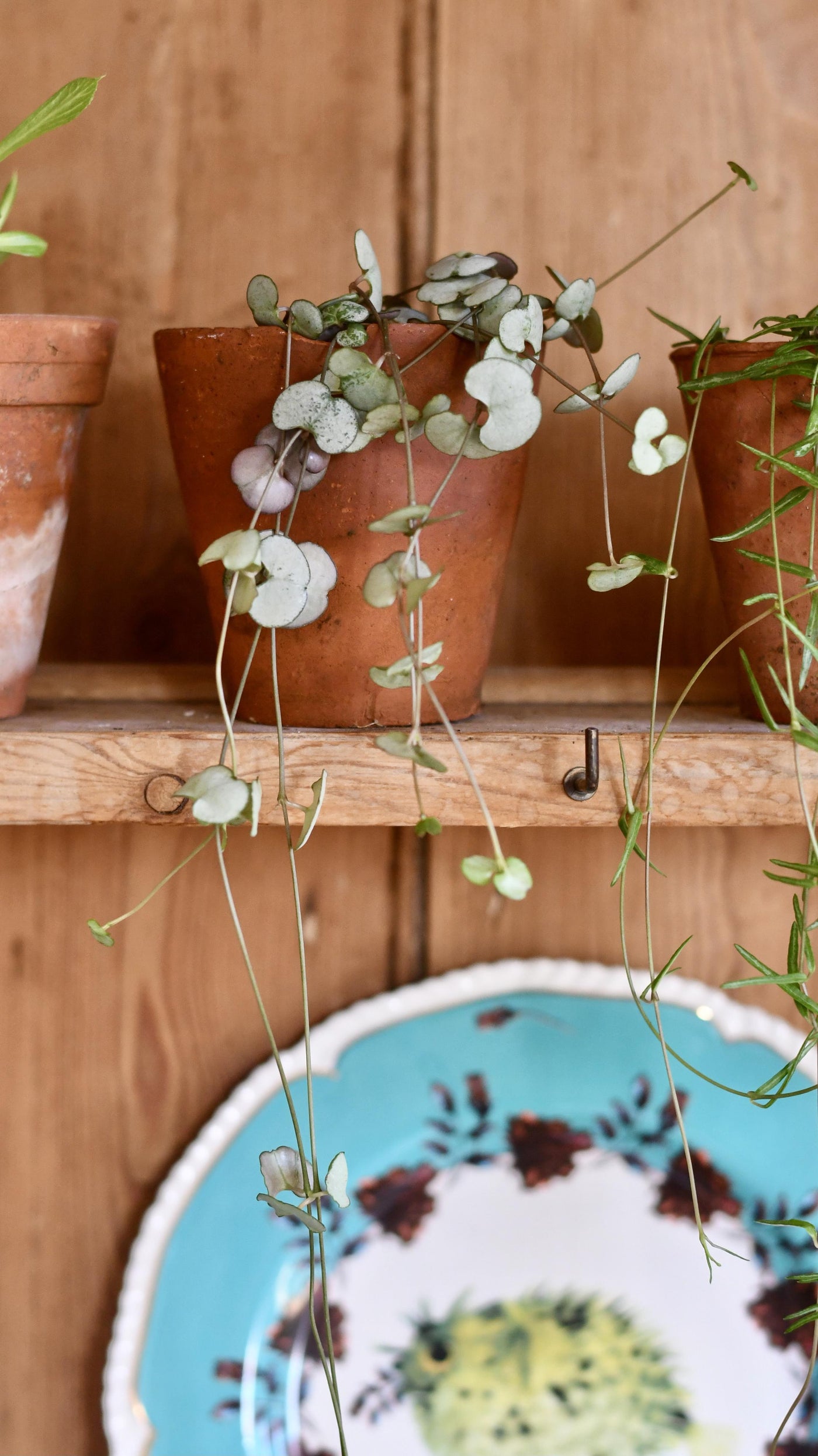 Ceropegia woodii 'Silver Glory' (String of Hearts): A Rare Gem for Indoor Gardens