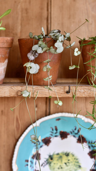 Ceropegia woodii 'Silver Glory' (String of Hearts): A Rare Gem for Indoor Gardens