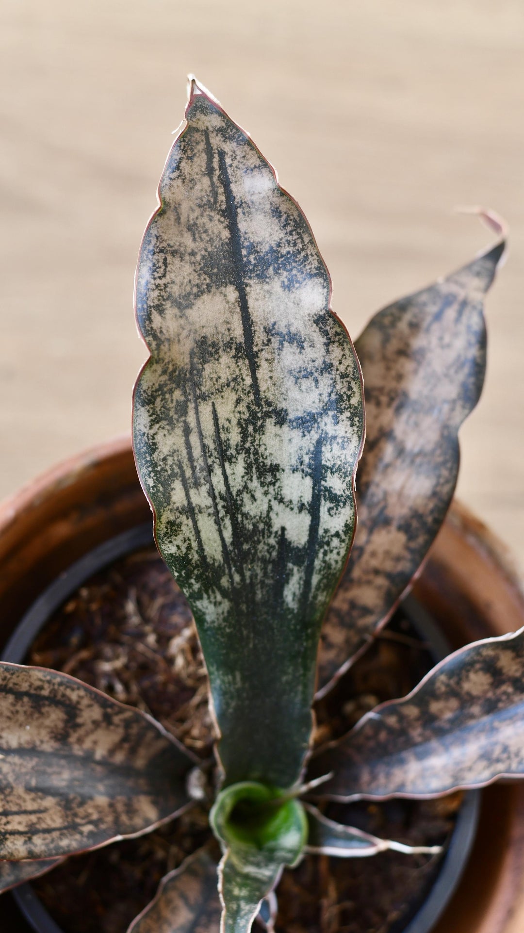 Sansevieria Kirkii Coppertone | Rare Houseplants