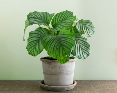 Calathea Orbifolia, Prayer plant