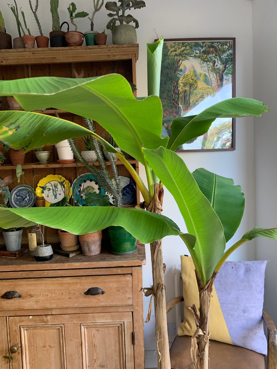 banana plant indoor uk Musa basjoo | Japanese Banana