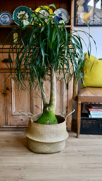 Nolina Recurvata two stem - Pony tail Palm-Elephants foot