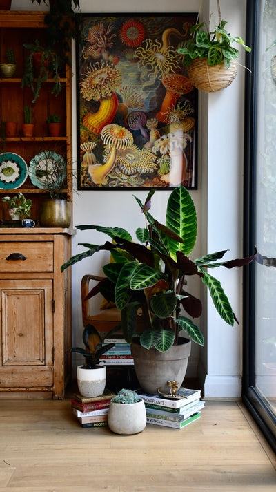 XL Calathea warscewiczii