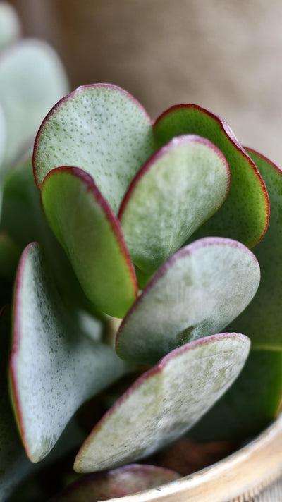 Crassula Arborescens - Silver Dollar Plant