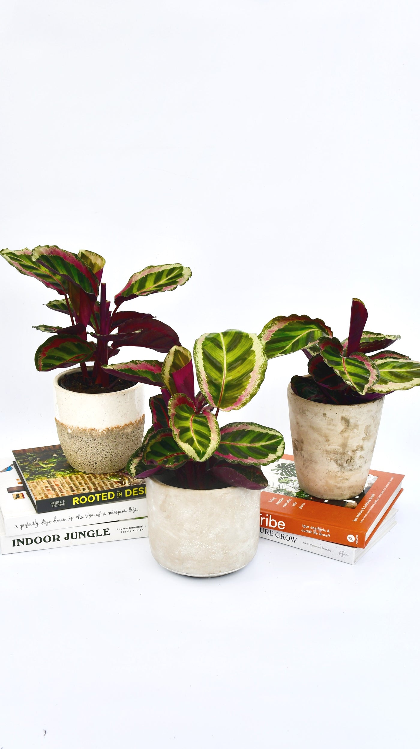 Calathea Roseopicta Angela - Prayer Plant