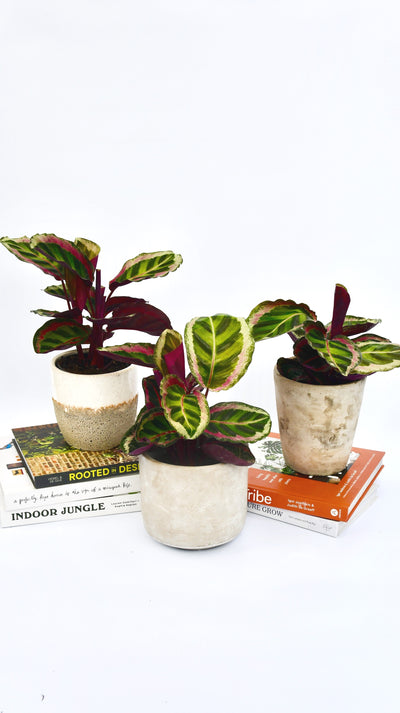 Calathea Roseopicta Angela - Prayer Plant