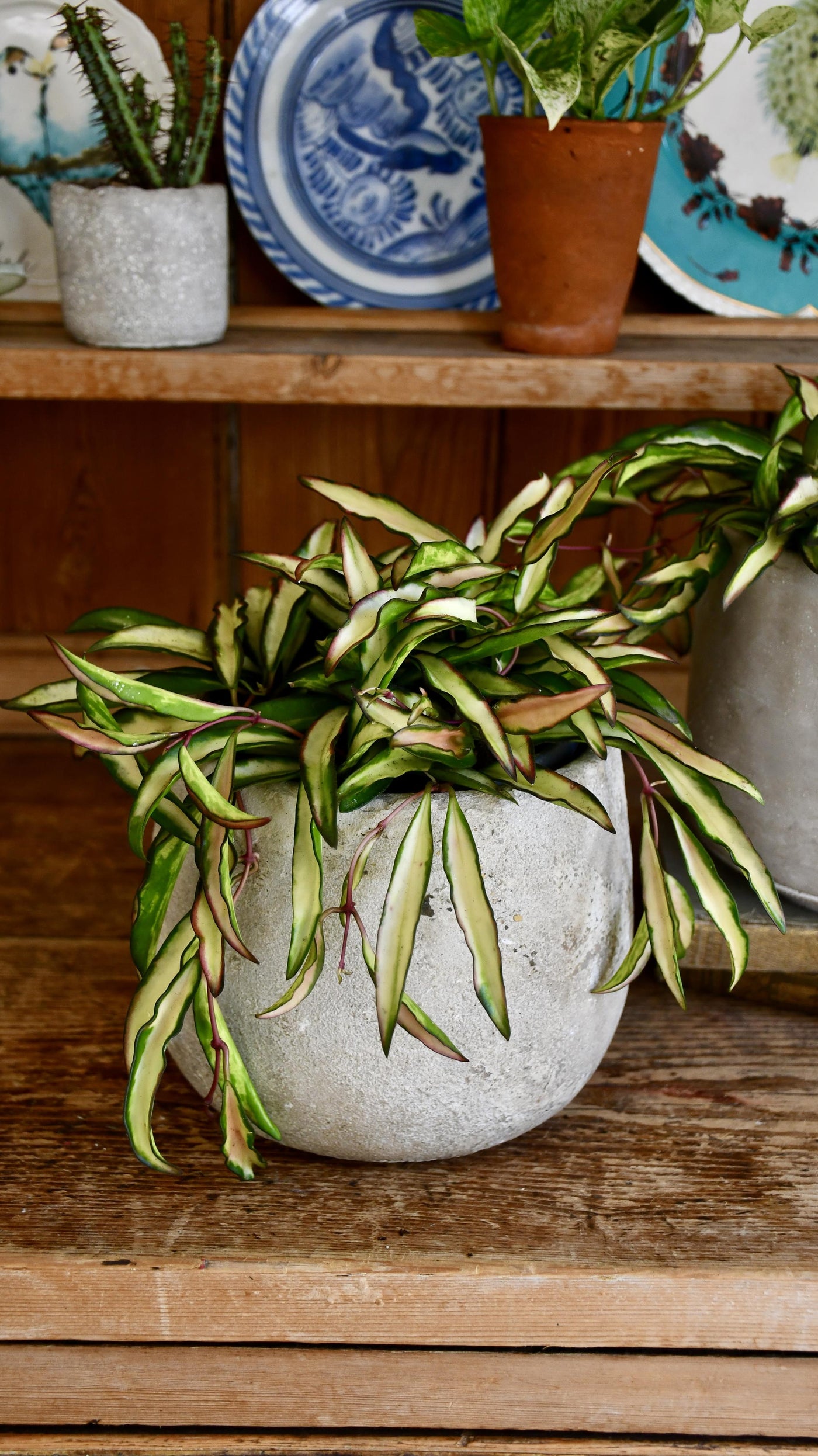 Hoya Wayetti Tricolour