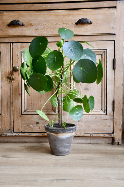 Large Potted Pilea peperomoides in Terracotta pot