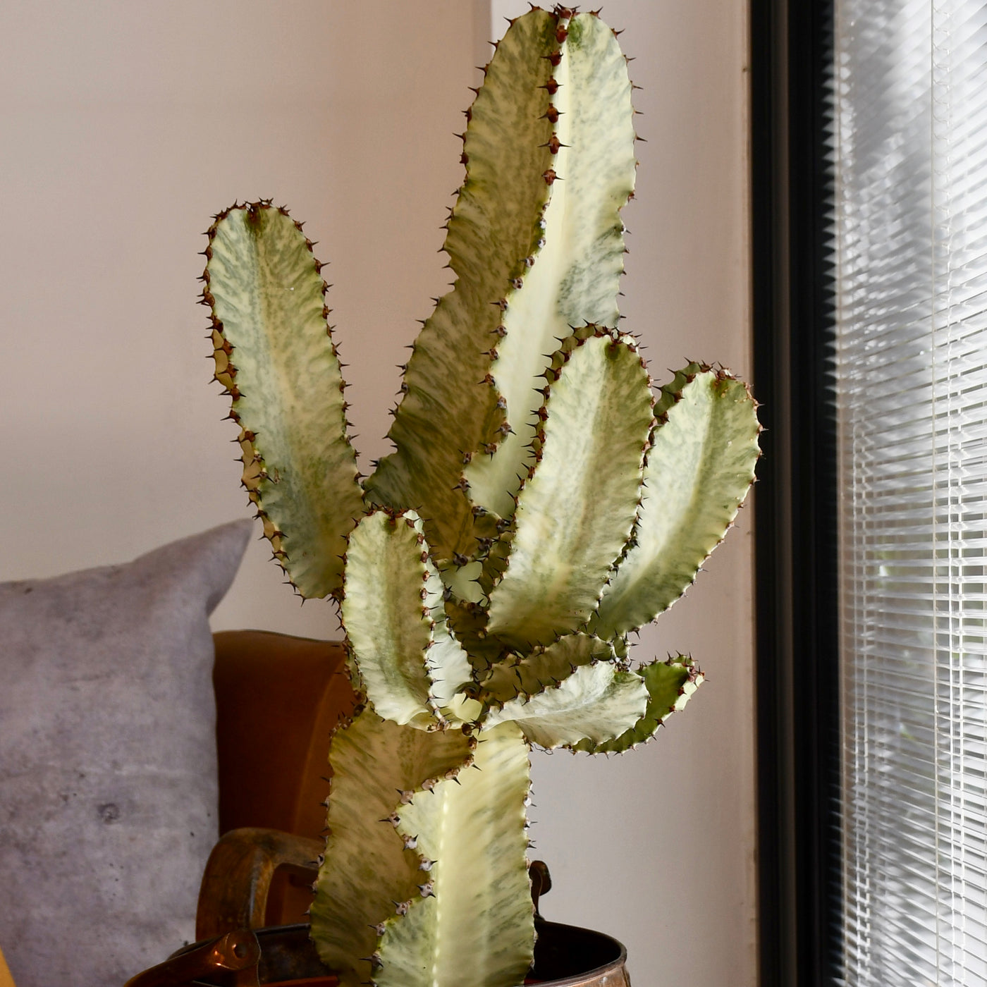 Euphorbia Ingens Variegata - Ghost Euphorbia 75cm