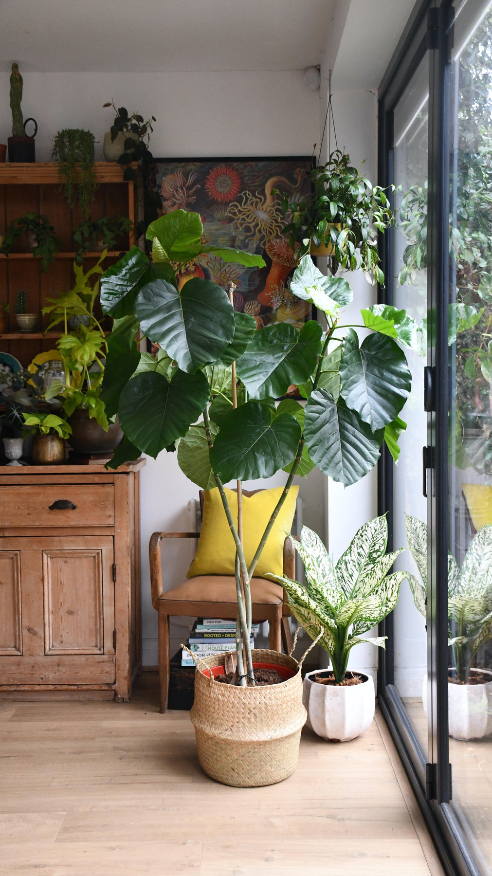 Rare Ficus Tree Ficus Umbellata Tree | Rare Ficus | Happy Houseplants – Happy Houseplants
