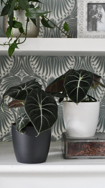 Alocasia Black Velvet (Alocasia Reginula)