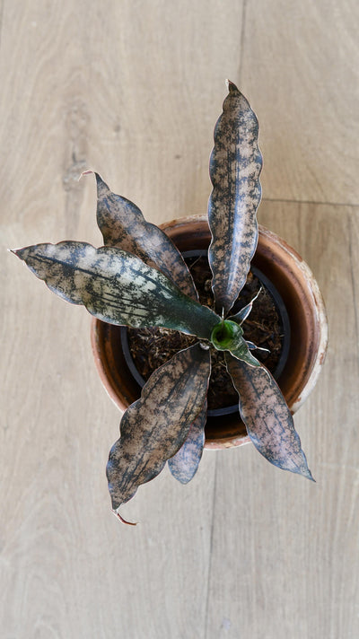 Sansevieria Kirkii Coppertone *Rare*