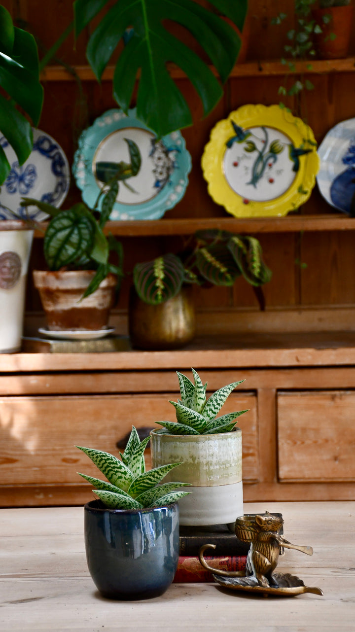 Aloe Variegata | Gonialoe Variegata