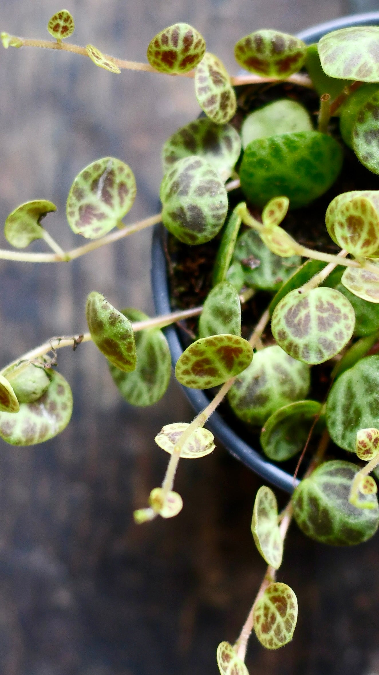 String of Turtles (Peperomia prostrata, turtles on a string)