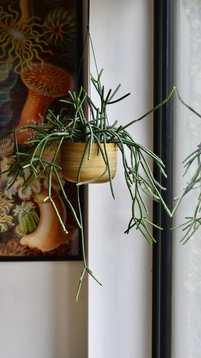 Rhipsalis Pulvinigerum, Mistletoe Cactus