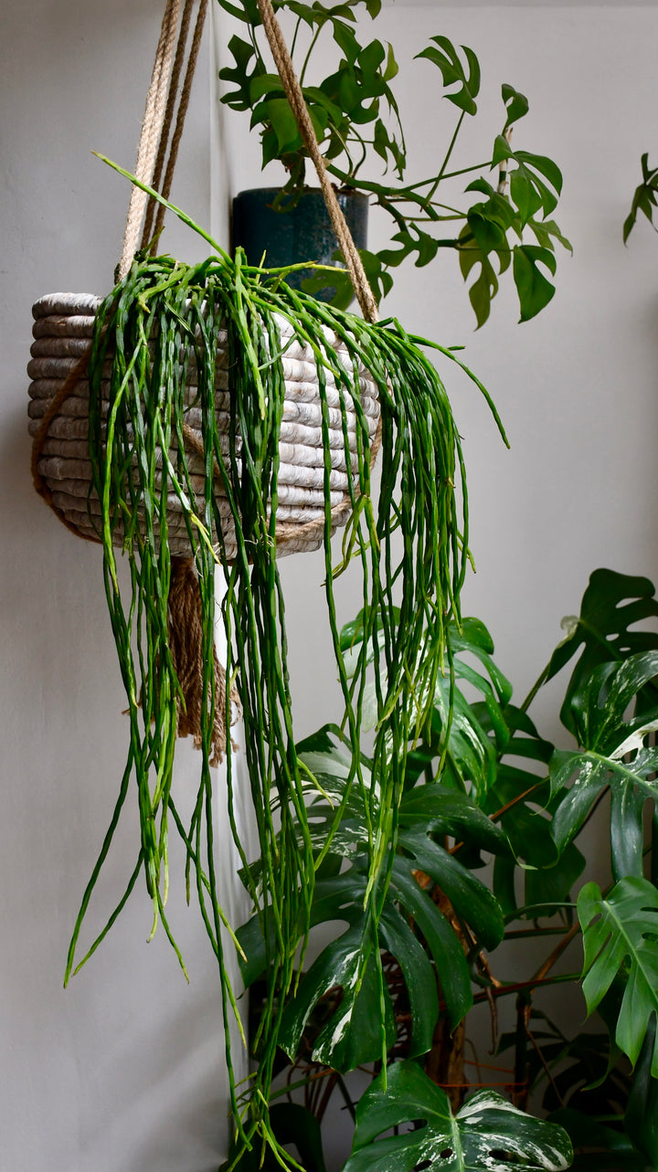 Rhipsalis Paradoxa | Chain Cactus