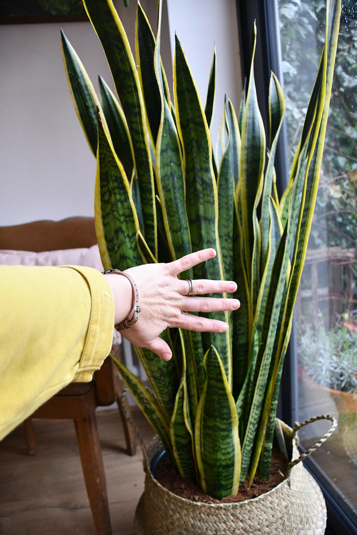mother in law tongue plant snake repellent Snake Plant Sansevieria Laurentii | Mother-in-Law's Tongue