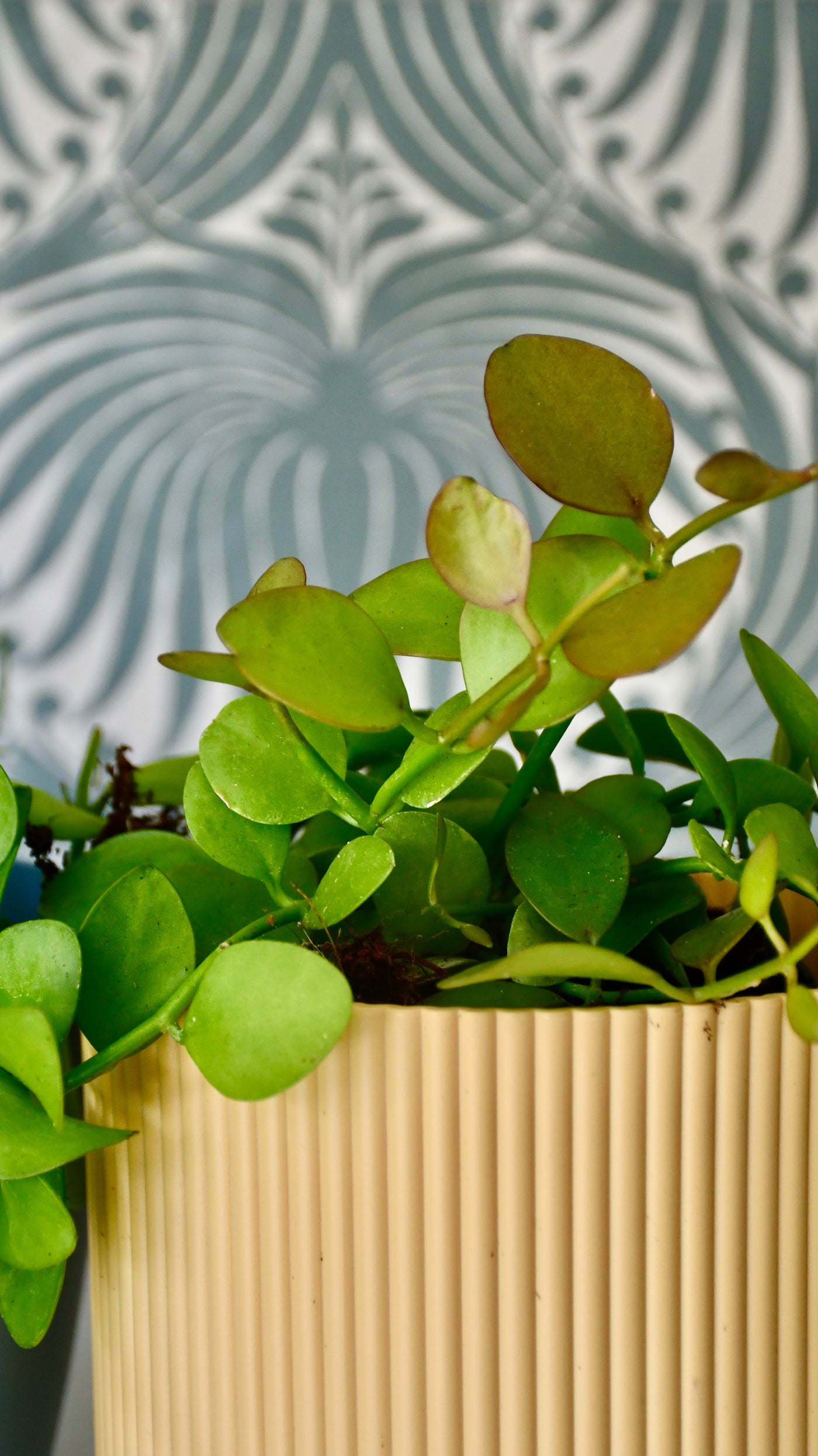 Small Dischidia Pectanoides - Ant Plant