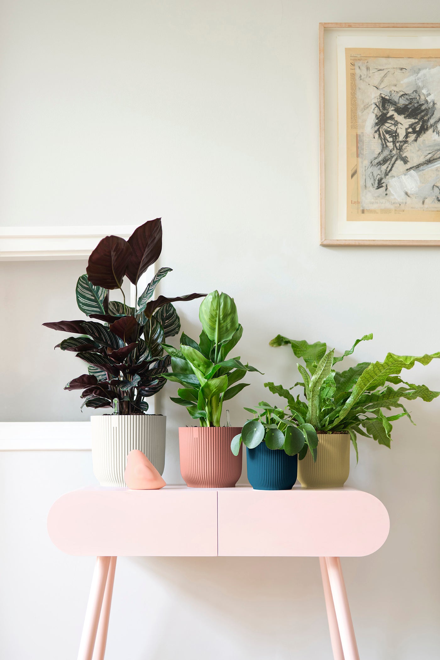 Aglaonema Pink Star and Vibes Pot