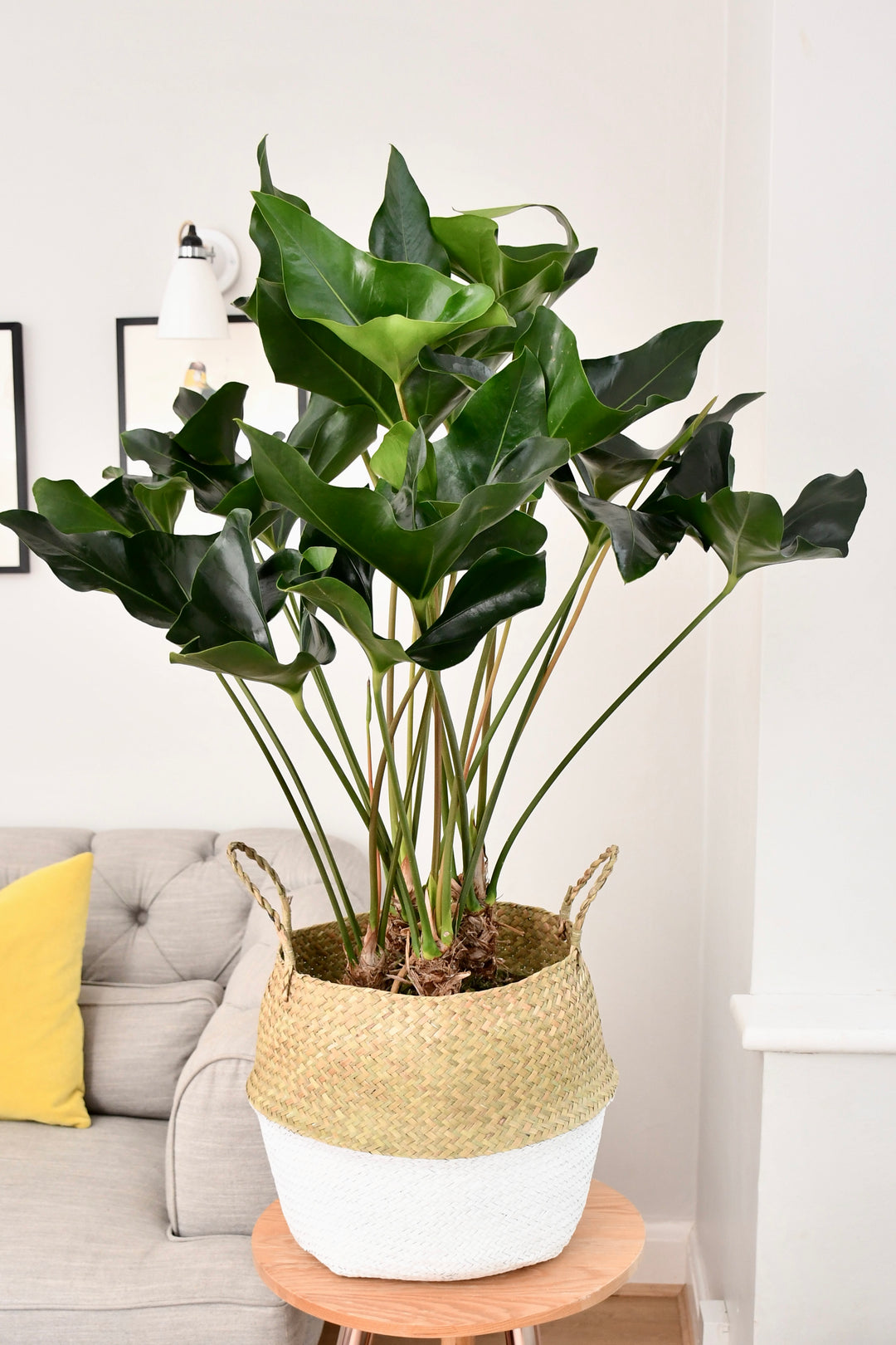 Anthurium Arrow