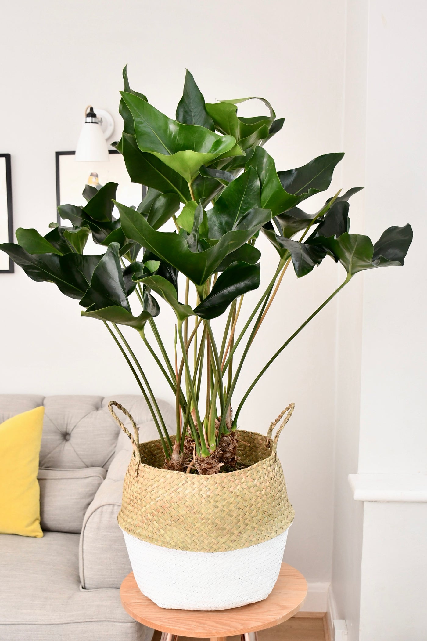 anthurium dark arrow Anthurium Arrow