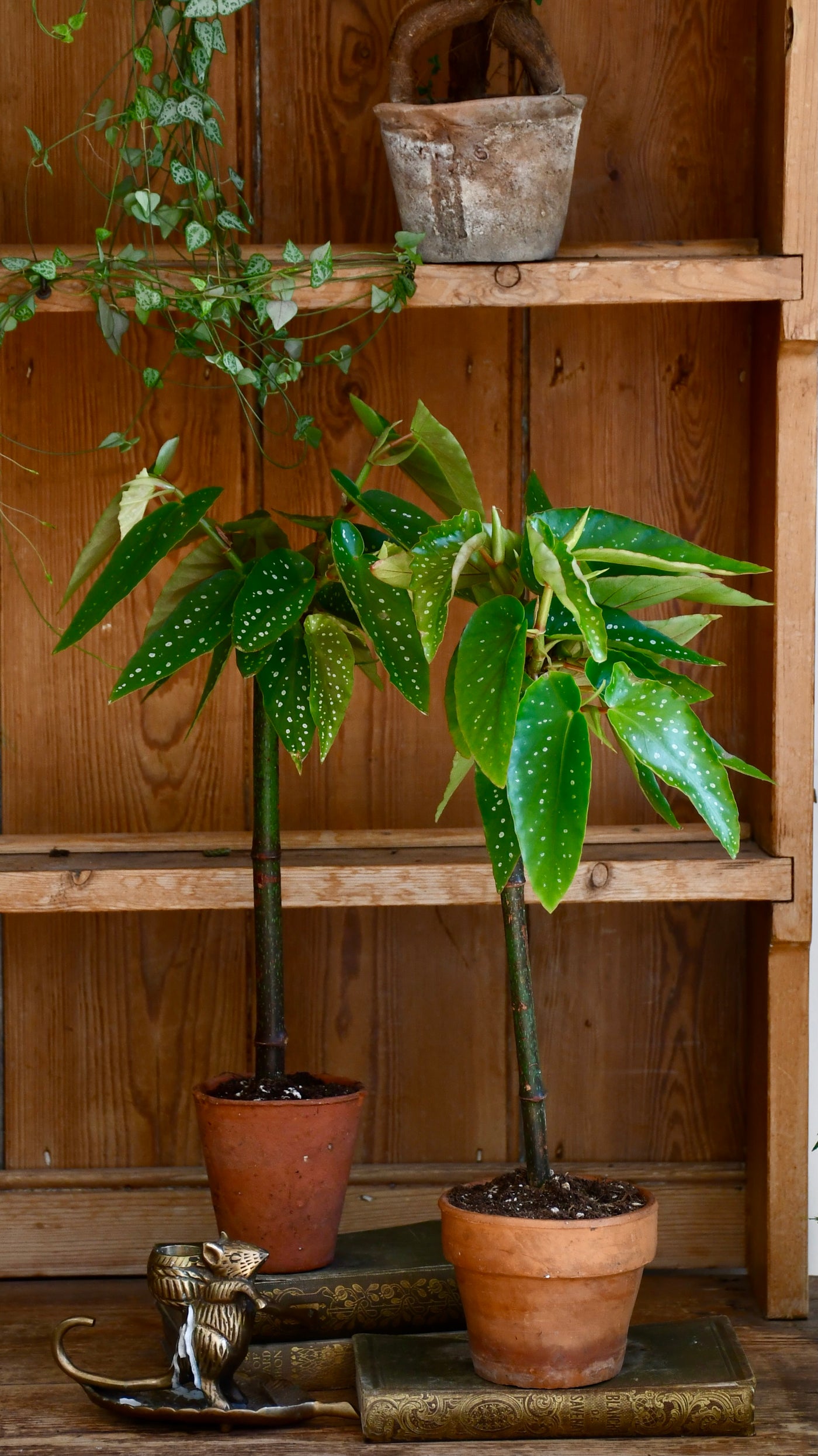 Tamaya, Begonia Maculata