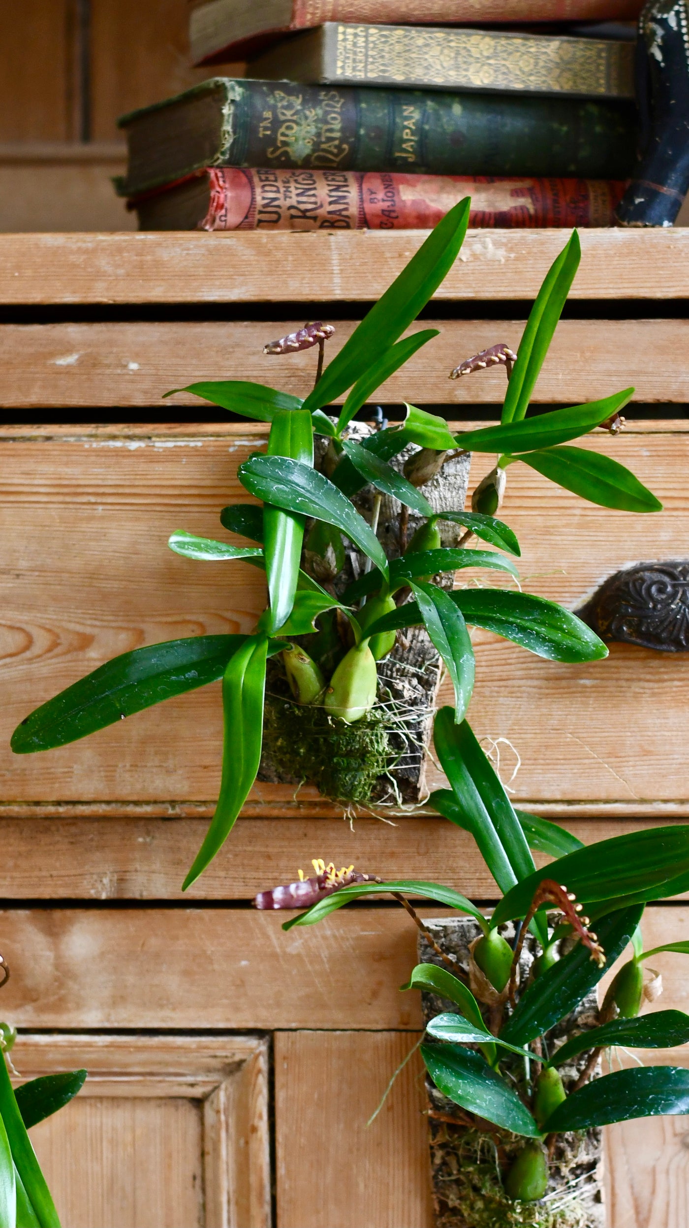 Bulbophyllum Falcatum Orchid