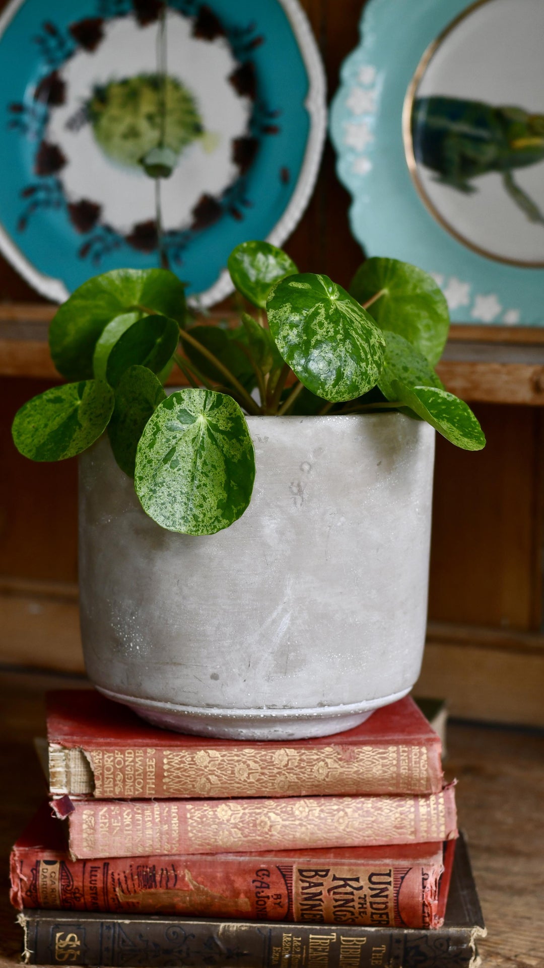 pilea peperomioides variegata Variegated Pilea (Mojito) Peperomioides