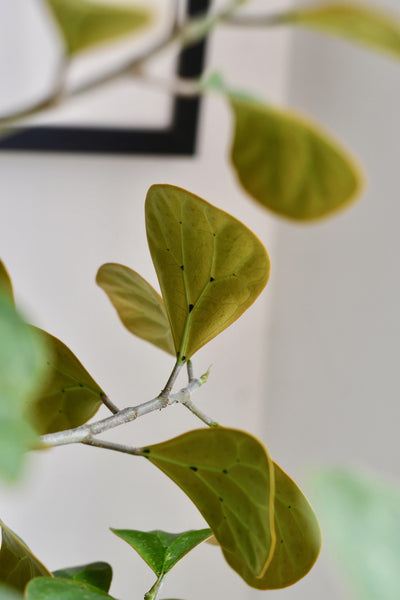 Ficus Deltoidea Olive Houseplant