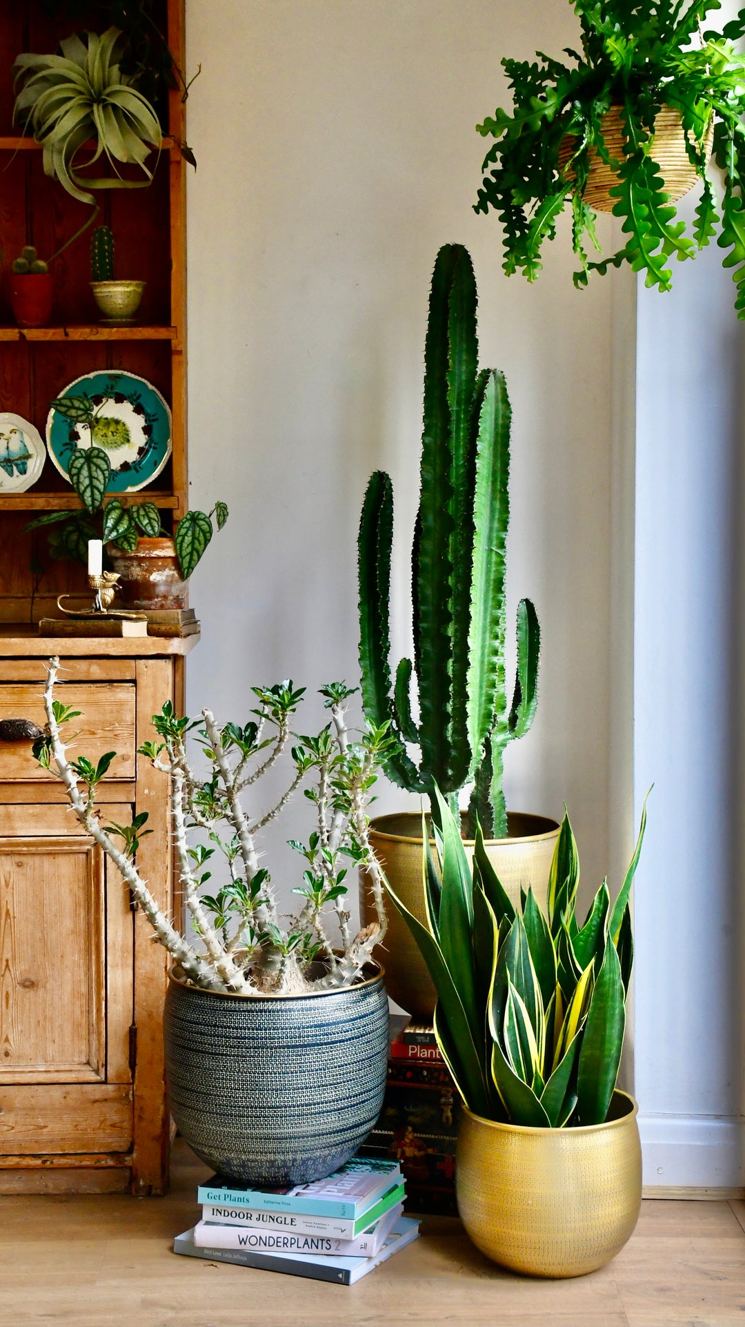 tall cactus potted plant Tall Euphorbia Cactus | Large Cactus
