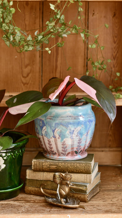 Pink Princess Philodendron 9cm pot