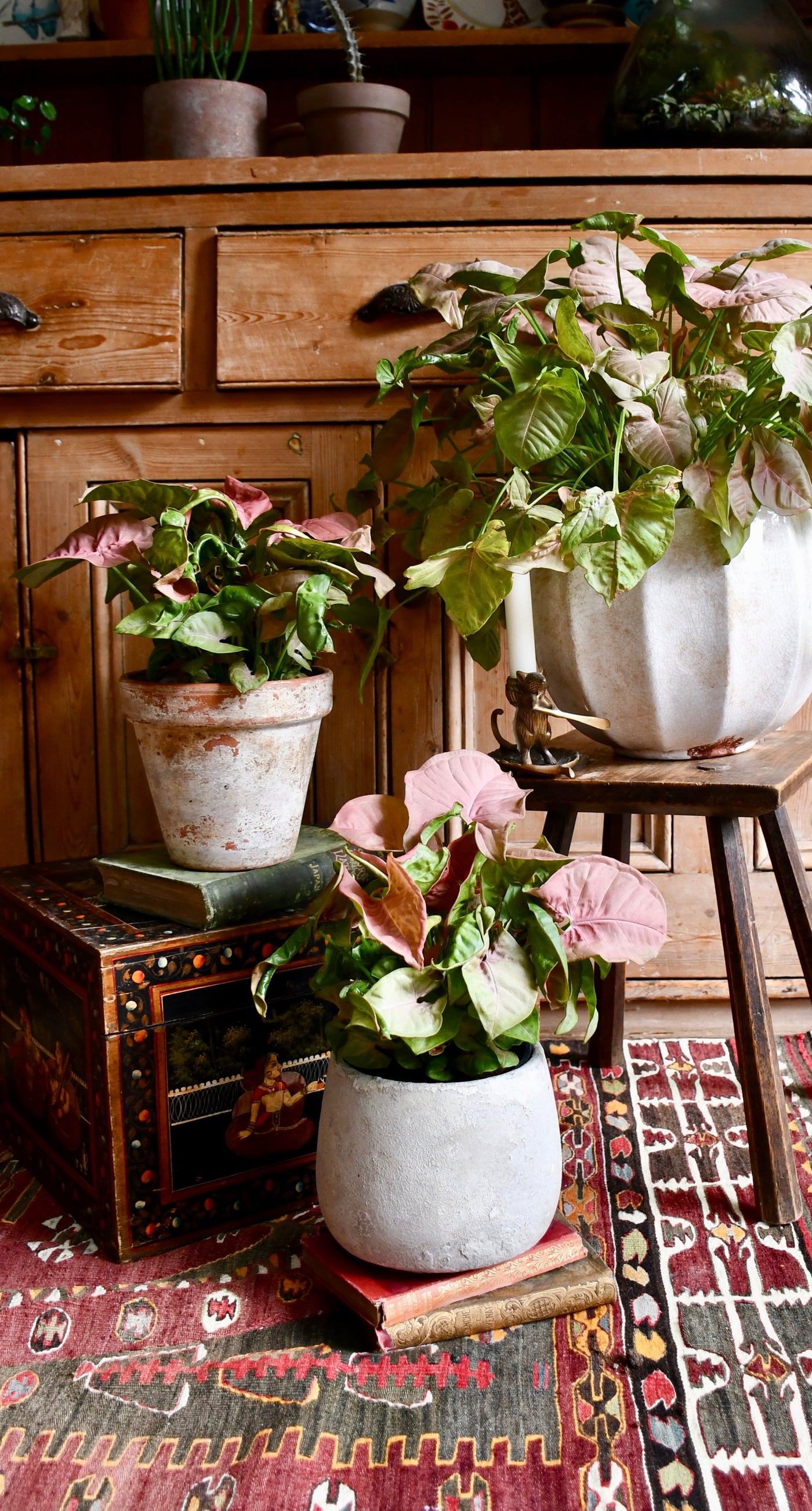 Syngonium Pink Podophyllum - Neon Robusta