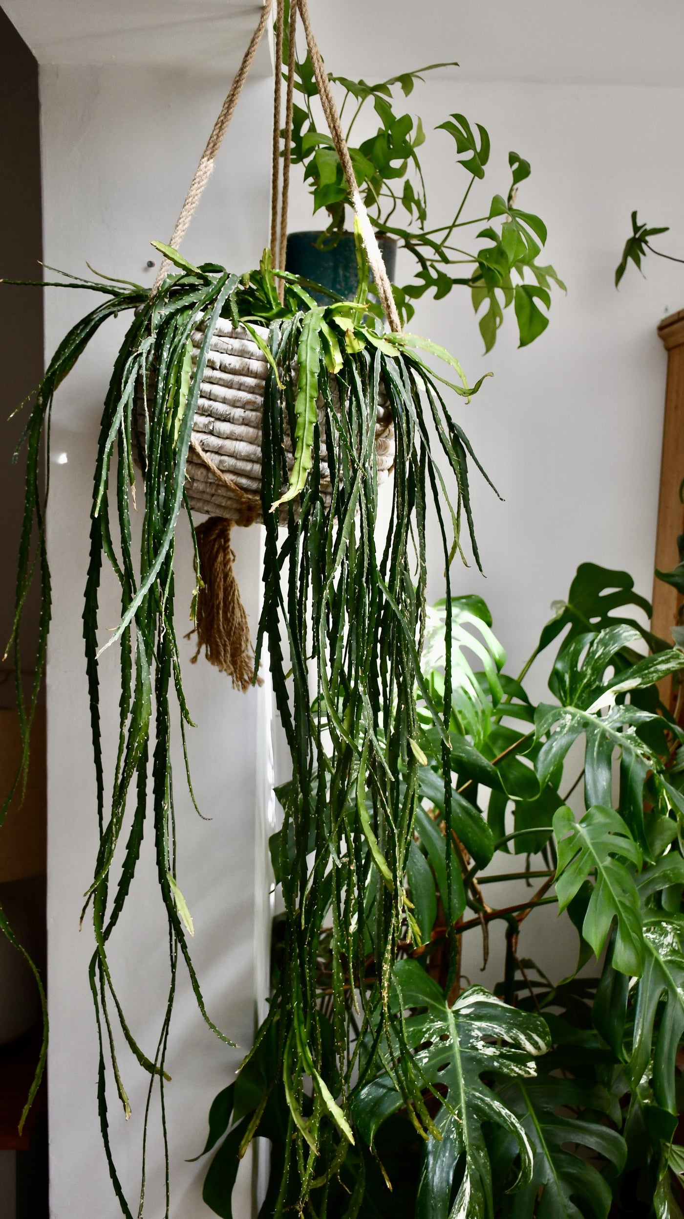 Lepismium cruciforme