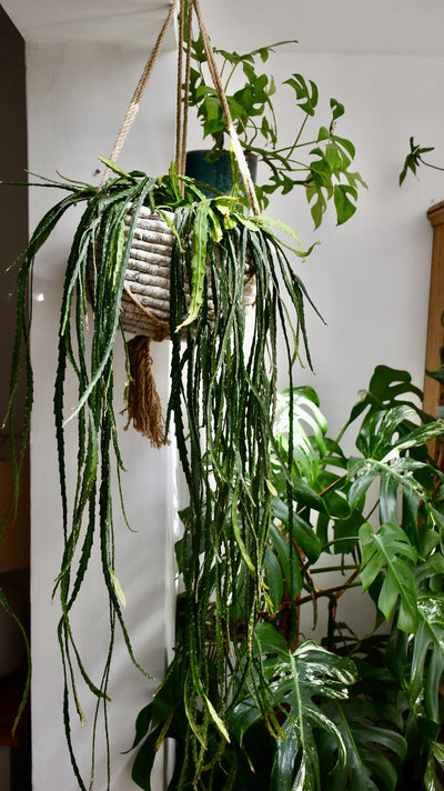 Lepismium cruciforme