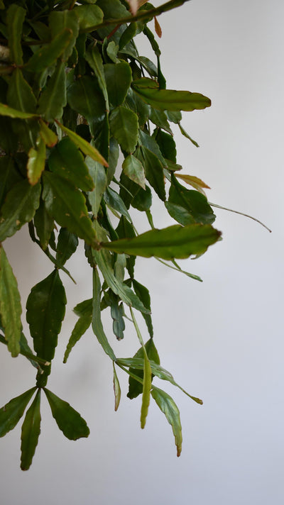 Large Rhipsalis Elliptica