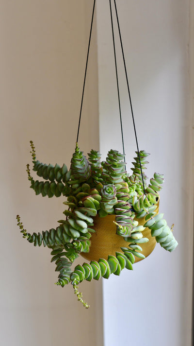 Crassula perforata - String of Buttons Plant