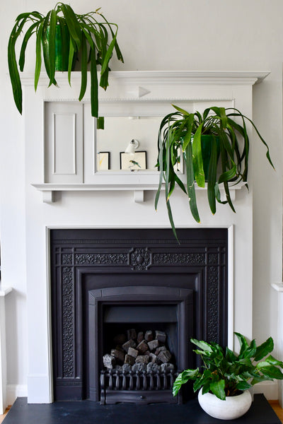 Anthurium Vittarifolium