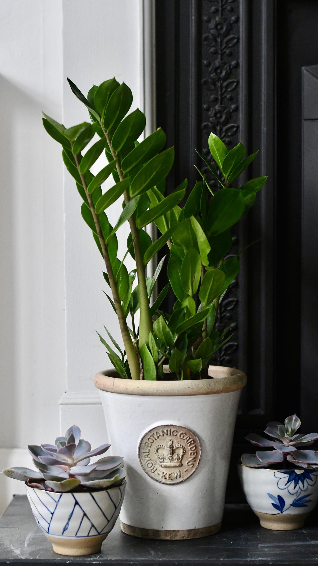 ZZ Plant | Zamioculcas Zamiifolia