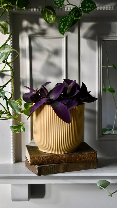 Tradescantia pallida 'Purpurea' (Purple Heart) & Vibes pot