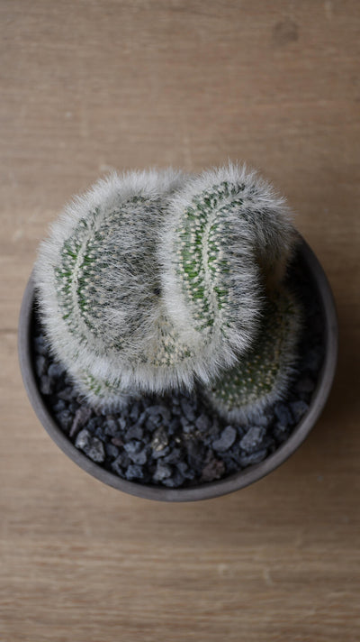 Hildewintera aureispina f. cristata