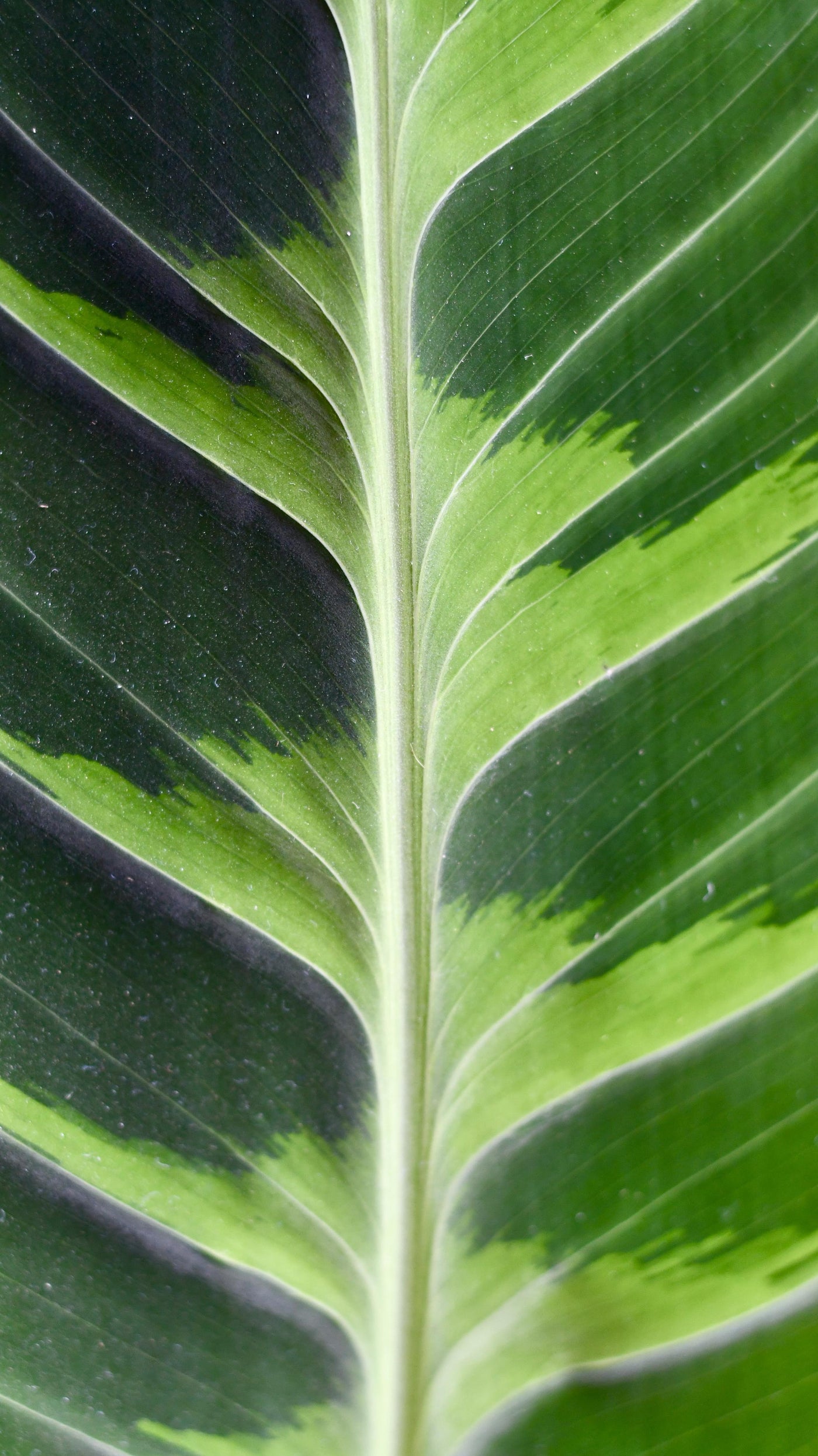 XL Calathea warscewiczii