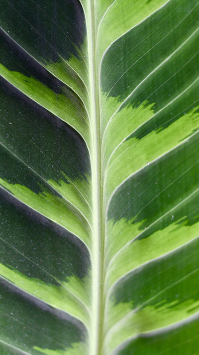 XL Calathea warscewiczii