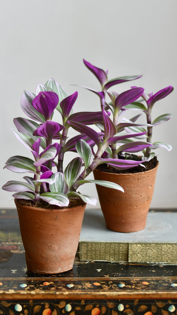 tradescantia nanouk pink trailing house plant Tradescantia Nanouk
