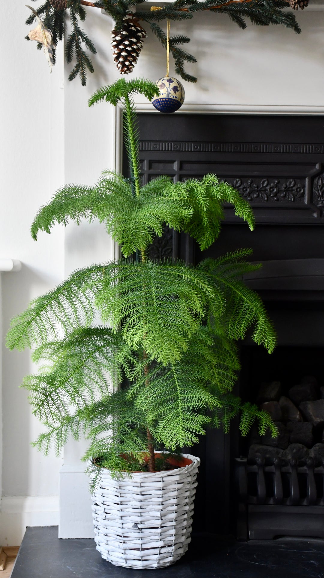Norfolk Island Pine | Indoor Conifer & Eco-Friendly Christmas Tree